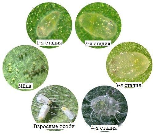 Какая температура приводит к гибели белокрылки: важные исследования 04