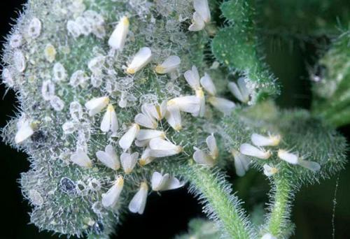 Какая температура является критической для белокрылки. Опасные виды белокрылок