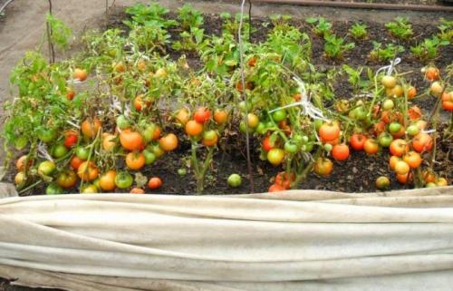 Что сажать в теплице после помидор. Севооборот: до и после — лучшие предшественники и последователи помидоров в теплице и открытом грунте