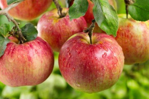 Яблони описание сортов. Лучшие сорта яблок: фото, названия и описания (каталог)
