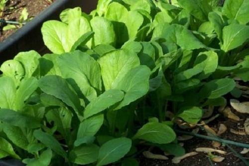 Что можно сажать после капусты. Что можно посадить после капусты на следующий год (таблица)