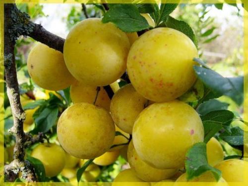 Слива белая крупная. Описание сорта
