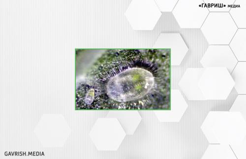 Полная победа над белокрылкой: эффективные методы для вашей теплицы 02