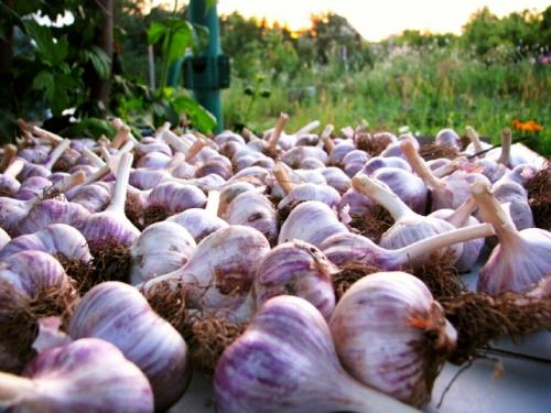 Можно ли сажать свеклу после чеснока. Что посадить после чеснока