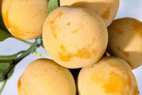 Слива колоновидная белая Медовая. Описание сорта сливы Медовая