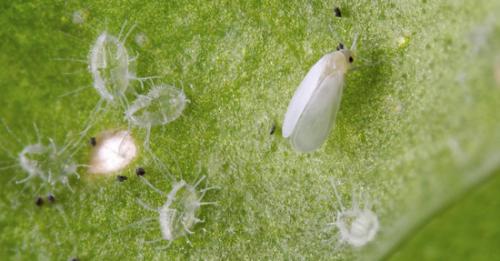 Как введение полезных насекомых помогает в борьбе с белокрылкой. Белокрылка в теплице: как избавиться от насекомого с «неуемным аппетитом»