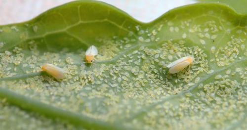 Как защитить комнатные растения от белокрылки. Белокрылка: что за насекомое