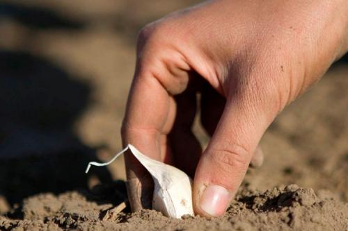 После чего сажать чеснок весной. Тонкости посадки чеснока весной
