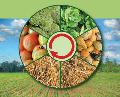 Что посадить после чеснока на следующий год. Почему важно соблюдать севооборот