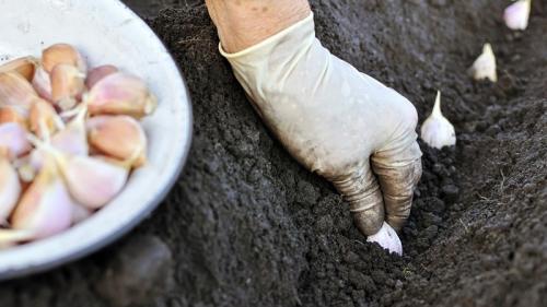 После чего сажать чеснок яровой. Что такое яровой чеснок и как его правильно выращивать: пошаговое руководство и секреты опытных огородников