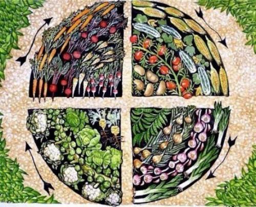 Что посадить после чеснока на следующий год. Почему важно соблюдать севооборот