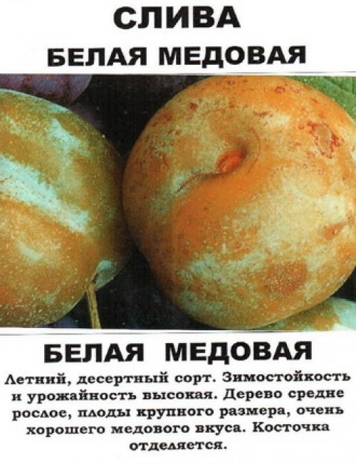 Слива Медовая Желтая посадка и уход