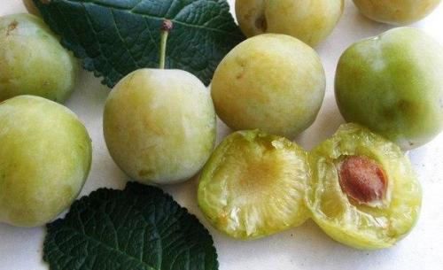 Слива белая Медовая опылители. Все о плодоношении