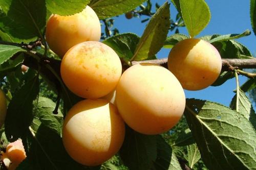 Слива Медовая Желтая описание. Описание сорта сливы Медовая