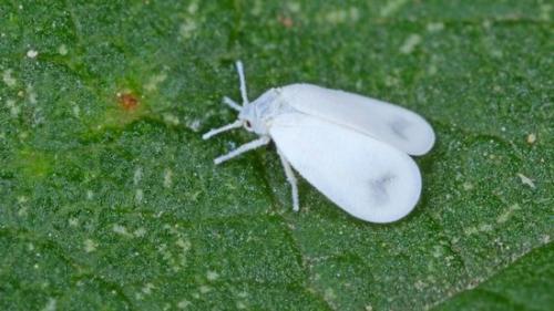 Могут ли высокие температуры полностью уничтожить белокрылку и её личинки. Белокрылка в теплице: как избавиться от насекомого с «неуемным аппетитом»