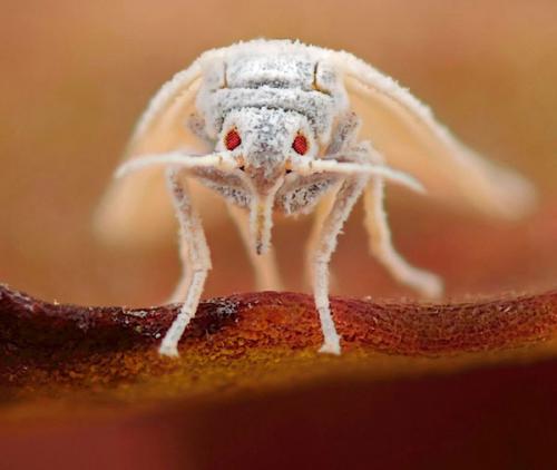 Влияет ли осенняя обработка теплицы от белокрылки на урожай следующего года. Зачем осенью обрабатывать теплицу от белокрылки