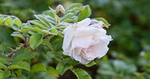 Как подготовить розы к укрытию. Когда укрывать розы на зиму