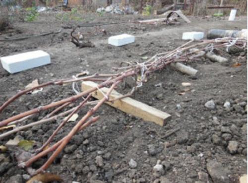 В чем разница в подходах к укрытию роз и винограда. Как укрыть виноград на зиму