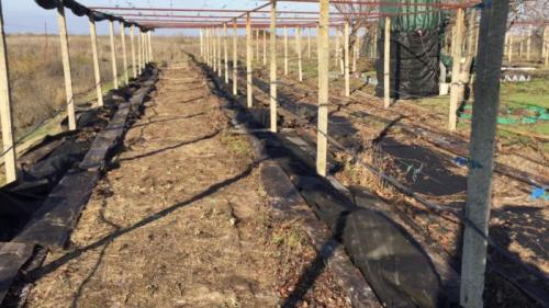 В чем разница в подходах к укрытию роз и винограда. Как укрыть виноград на зиму