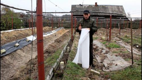 В чем разница в подходах к укрытию роз и винограда. Как укрыть виноград на зиму