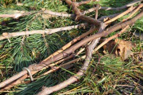 В чем разница в подходах к укрытию роз и винограда. Как укрыть виноград на зиму