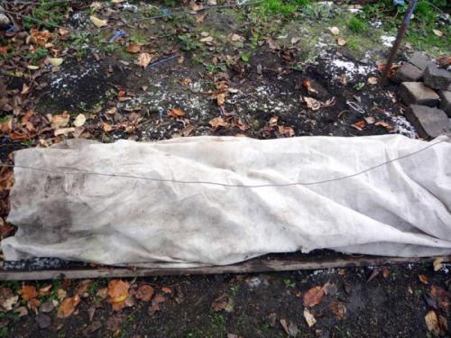 В чем разница в подходах к укрытию роз и винограда. Как укрыть виноград на зиму