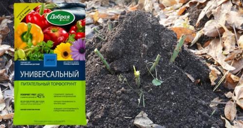 Когда лучше начинать укрывать розы перед зимой. Что обязательно делать перед укрытием