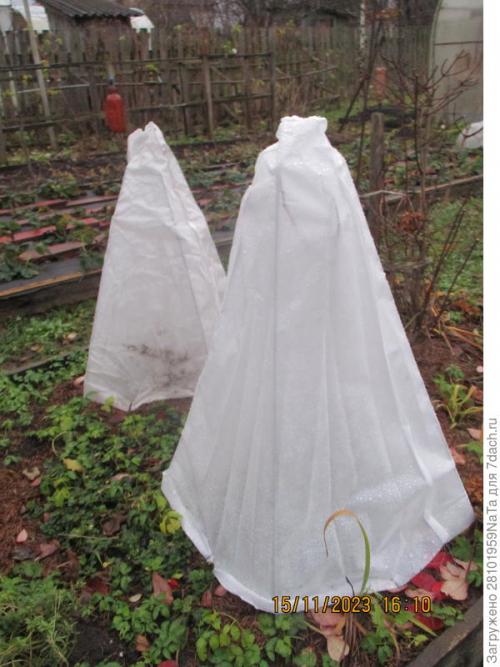 Как правильно укрывать молодые деревья и кустарники. Не забываем - укрываем молодые растения