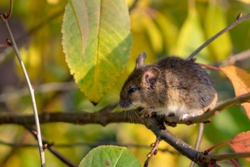 Как защитить растения от вредителей и заболеваний под укрытием. Как вы защищаете растения под зимними укрытиями от грызунов? Поделитесь проверенными способами