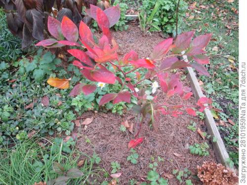 Как правильно укрывать молодые деревья и кустарники. Не забываем - укрываем молодые растения