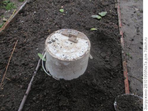 Как правильно укрывать молодые деревья и кустарники. Не забываем - укрываем молодые растения