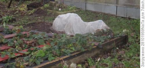 Как правильно укрывать молодые деревья и кустарники. Не забываем - укрываем молодые растения