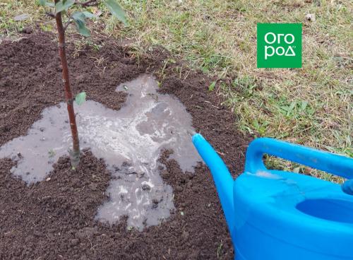 Как укрыть посадки на зиму: полезные советы для садоводов и огородников 09 Как укрыть посадки на зиму: полезные советы для садоводов и огородников 09