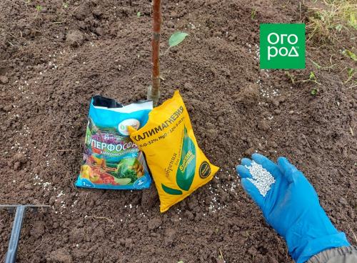 Как укрыть посадки на зиму: полезные советы для садоводов и огородников 07 Как укрыть посадки на зиму: полезные советы для садоводов и огородников 07