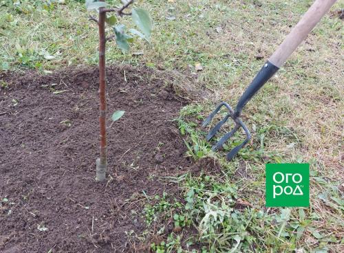 Как укрыть посадки на зиму: полезные советы для садоводов и огородников 05 Как укрыть посадки на зиму: полезные советы для садоводов и огородников 05