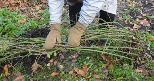 Когда лучше начинать укрывать розы перед зимой. Что обязательно делать перед укрытием