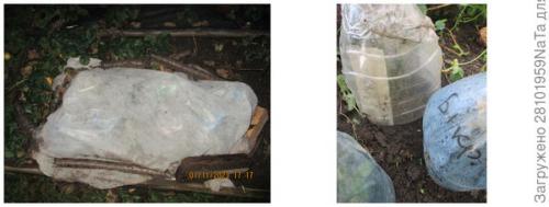 Как правильно укрывать молодые деревья и кустарники. Не забываем - укрываем молодые растения