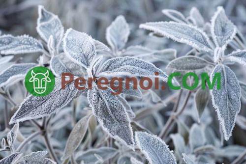 Укрываем растения на зиму: советы и рекомендации 02 Укрываем растения на зиму: советы и рекомендации 02