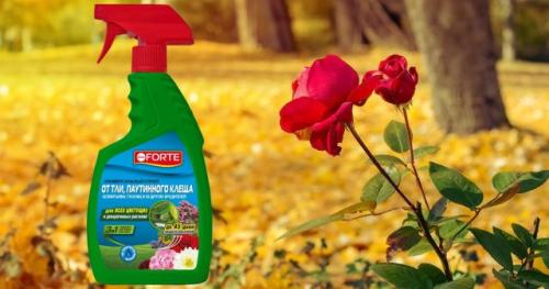 Когда лучше начинать укрывать розы перед зимой. Что обязательно делать перед укрытием