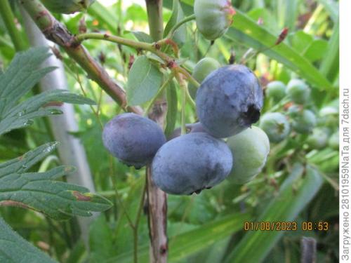 Как правильно укрывать молодые деревья и кустарники. Не забываем - укрываем молодые растения