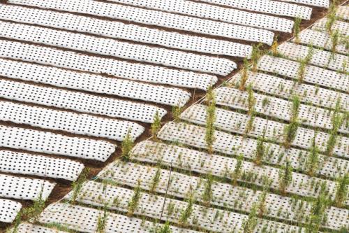 Какое укрытие лучше для овощных культур. Типы укрывного материала