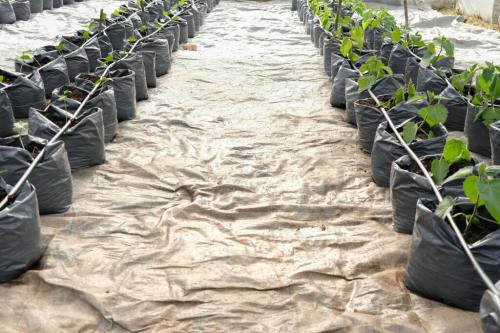 Какое укрытие лучше для овощных культур. Типы укрывного материала