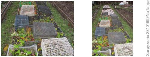 Как правильно укрывать молодые деревья и кустарники. Не забываем - укрываем молодые растения