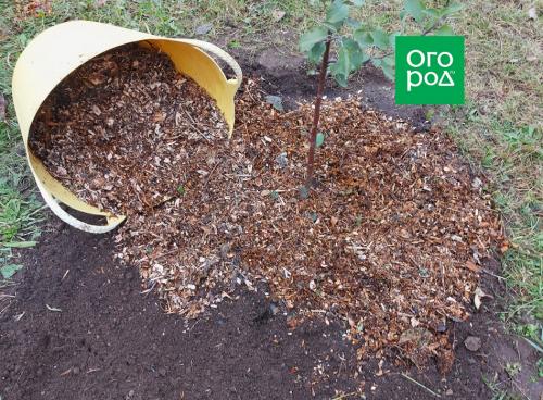 Как укрыть посадки на зиму: полезные советы для садоводов и огородников 11 Как укрыть посадки на зиму: полезные советы для садоводов и огородников 11