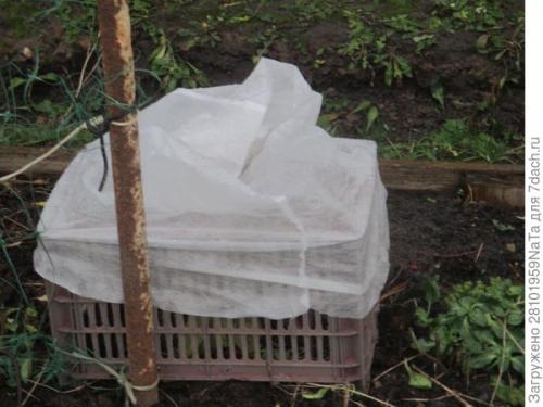 Как правильно укрывать молодые деревья и кустарники. Не забываем - укрываем молодые растения