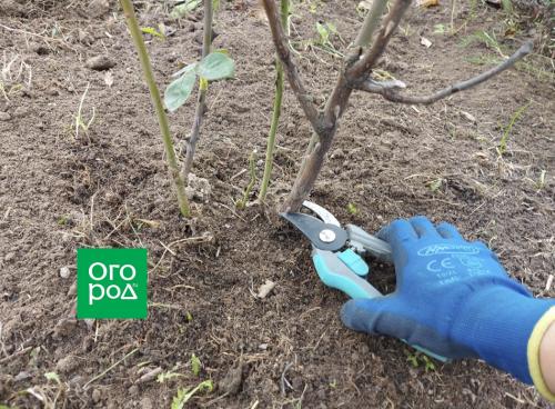 Как правильно укрыть виноград и розы на зиму: советы по подготовке к морозам 01