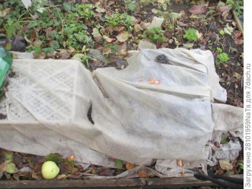 Как правильно укрывать молодые деревья и кустарники. Не забываем - укрываем молодые растения