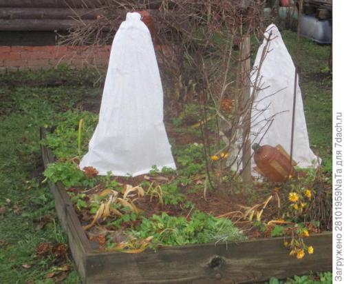 Как правильно укрывать молодые деревья и кустарники. Не забываем - укрываем молодые растения