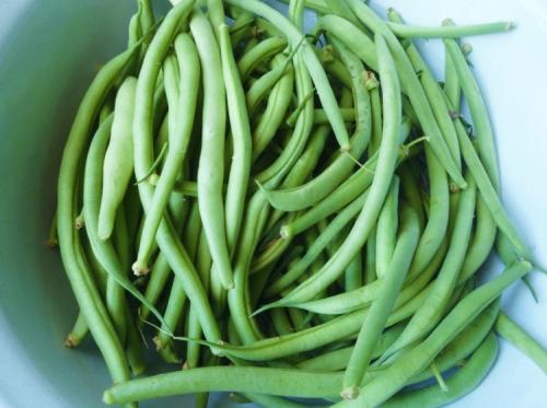 Сорта фасоли Кустовые и Вьющиеся. Вьющиеся сорта фасоли 12 Сорта фасоли Кустовые и Вьющиеся. Вьющиеся сорта фасоли 12