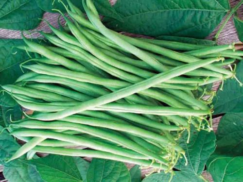 Сорта фасоли Кустовые и Вьющиеся. Вьющиеся сорта фасоли 05 Сорта фасоли Кустовые и Вьющиеся. Вьющиеся сорта фасоли 05